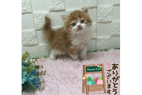 成約済の埼玉県のスコティッシュフォールド-22246の5枚目
